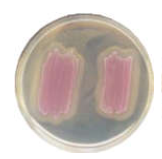 Каталог CHROMagar Identification Listeria - для подтверждения видов L. monocytogenes среди предполагаемых колоний на CHROMagar Listeria